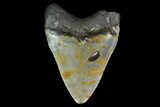 3.34" Fossil Megalodon Tooth - North Carolina - #129960-1